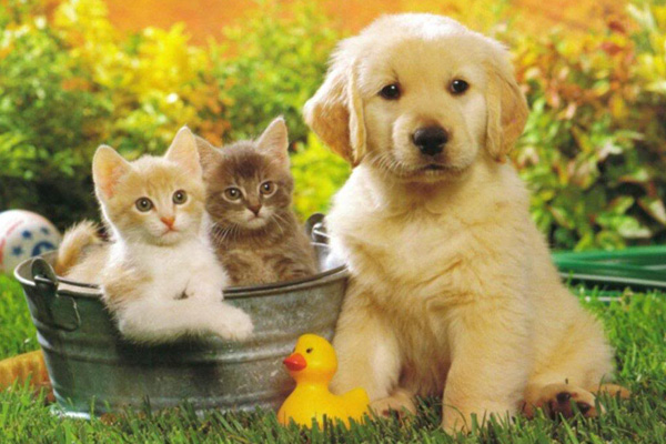 Pets & Animals