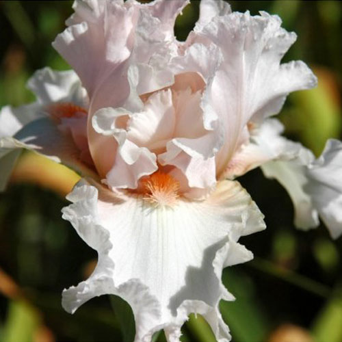 Riversdale Irises