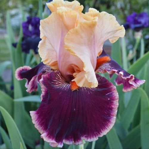 Riversdale Irises