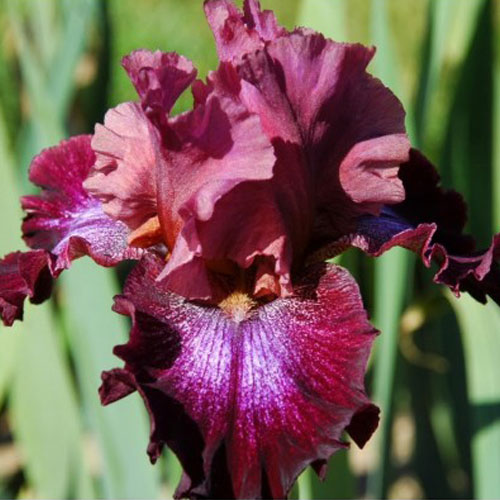 Riversdale Irises